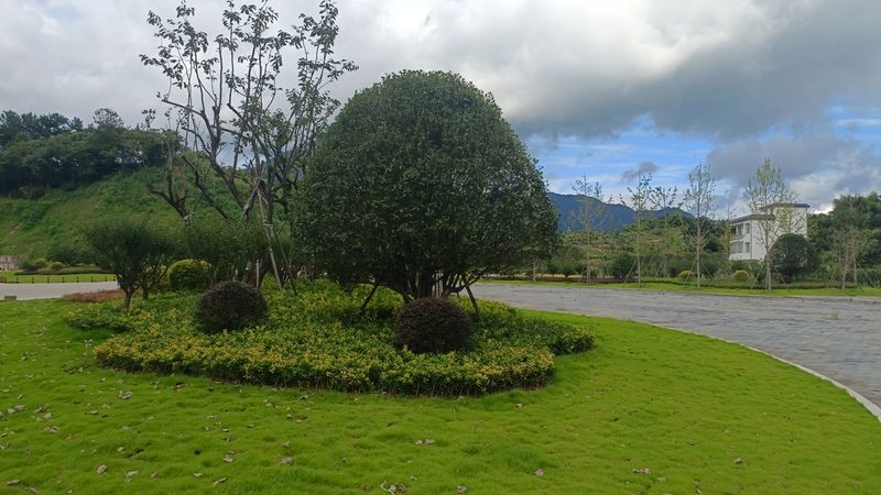 苗木种植病虫害防治：预防为主，综合治理**